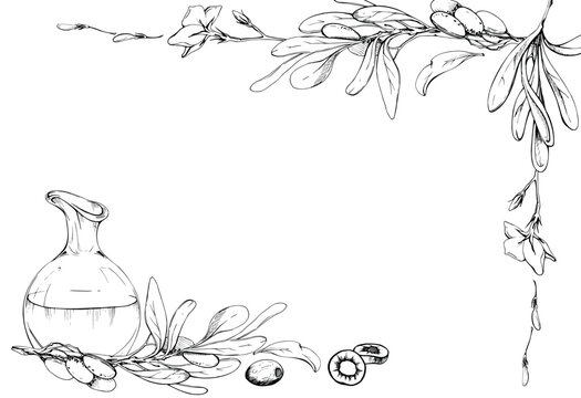 Botanical frame of olive oil decanter, jug and branch with ripe fruit, leaves. Pencil hand drawn illustration. Mediterranean branding, cookbook chapters, organic product labels, hospitality design.