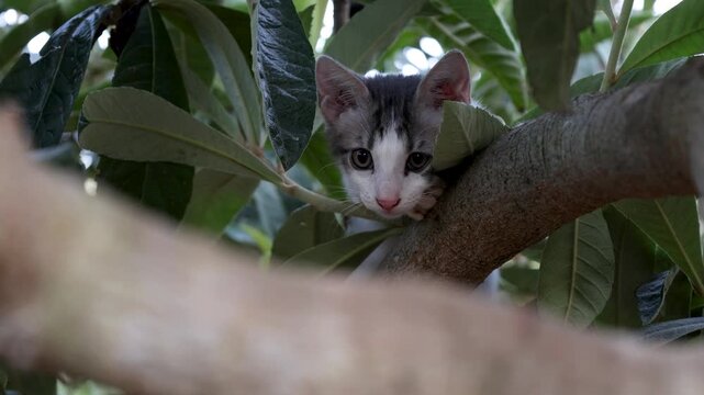 Young grey and white kitten perched on a loquat tree branch, looking around curiously and moving among dense green leaves in a natural outdoor garden setting.