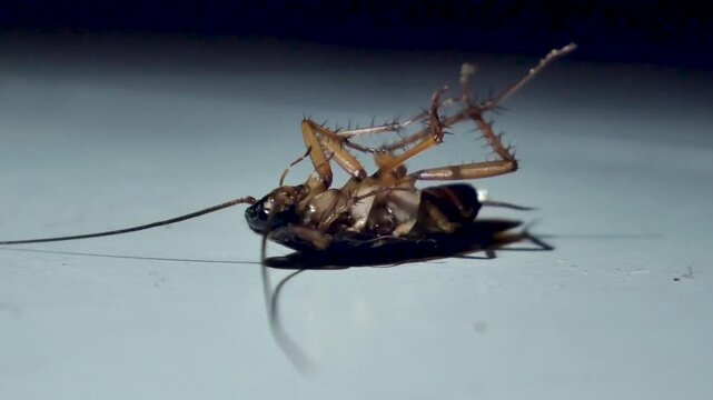 Video shows a cockroach lying upside down, weakly moving its legs as it slowly loses strength and appears close to death.