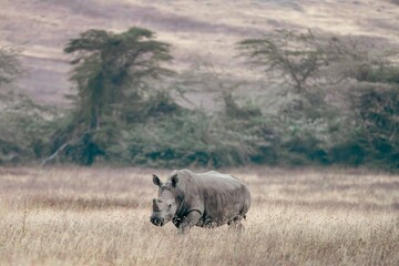 Rhinoceros Walking Through Savanna Grassland, Tanzania © Kia