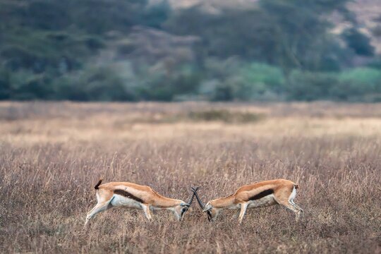 Thomson's Gazelles Sparring in Savanna Grassland, Tanzania