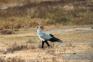 Obraz premium Secretary Bird Walking Through Dry Grassland, Tanzania