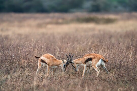 Thomson's Gazelles Sparring in Savanna Grassland, Tanzania