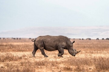 White Rhino Walking Through Dry African Grassland © Kia