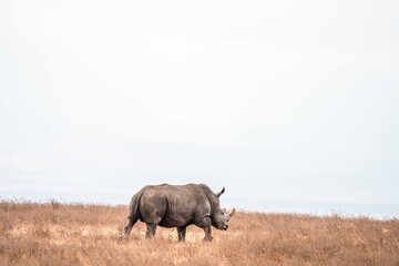 White Rhino Walking Through Dry African Grassland © Kia