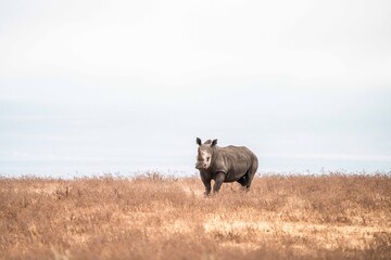 White Rhino Walking Through Dry African Grassland © Kia