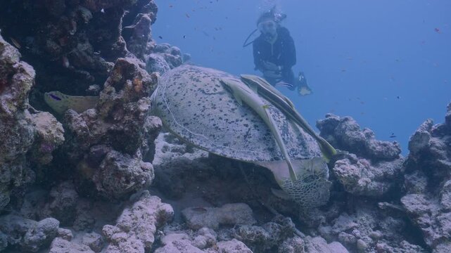 Green sea turtle with large remoras.