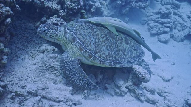 Green sea turtle with remora resting on seabed.