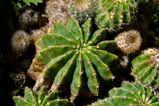 Cactus in the sun. Beautiful nature.