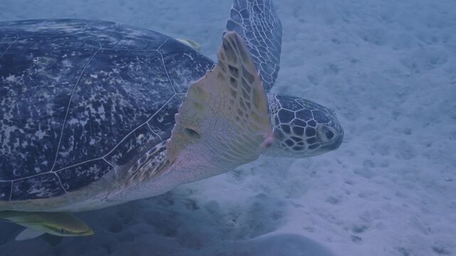 Green sea turtle with remora swimming toward shelter.