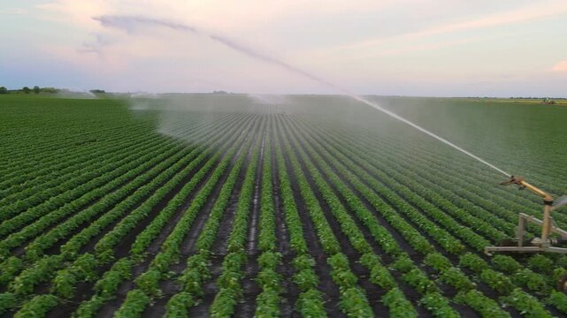 Aerial view drone shot of irrigation system rain gun sprinkler on agricultural soybean field helps to grow plants in the dry season. Landscape rural scene
