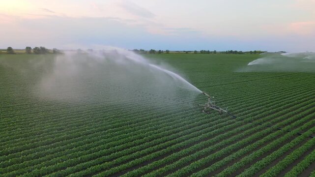 Aerial view drone shot of irrigation system rain gun sprinkler on agricultural soybean field helps to grow plants in the dry season. Landscape rural scene