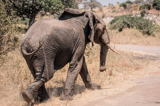 Elephant Crossing Dirt Road Near Acacia Trees
