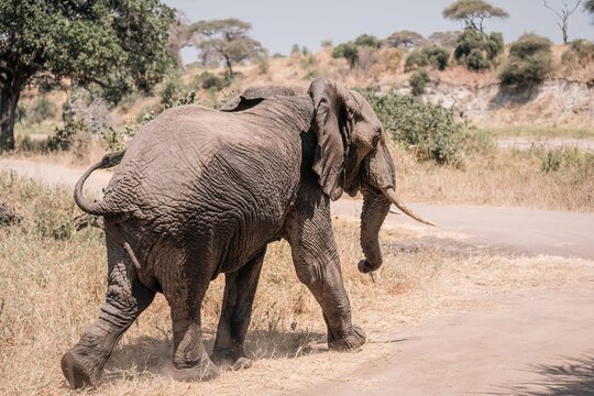 Elephant Crossing Dirt Road Near Acacia Trees