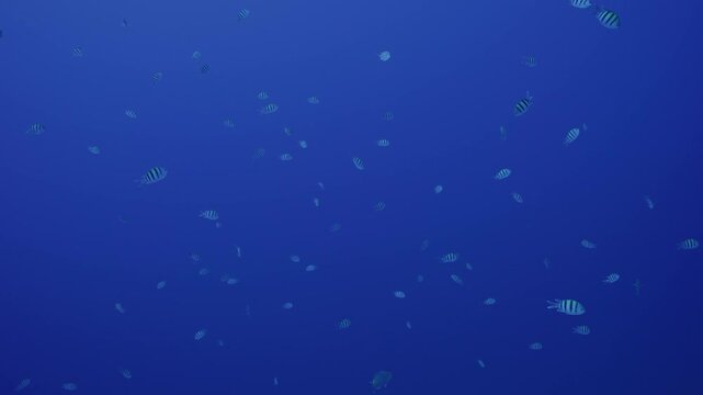 Large congregation of sergeant major fish in open water.