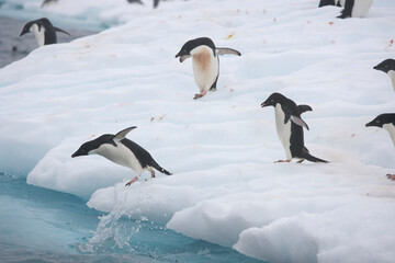 Adelie penguins diving off an iceberg near Antarctica © willtu