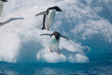 Adelie penguins diving off an iceberg near Antarctica © willtu