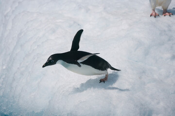 Adelie penguin diving off an iceberg near Antarctica © willtu