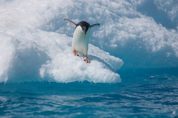 Adelie penguin diving off an iceberg near Antarctica © willtu