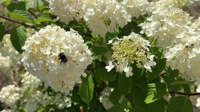 White hydrangea flowers blooming in a sunny garden with a bumblebee flying among fresh green leaves