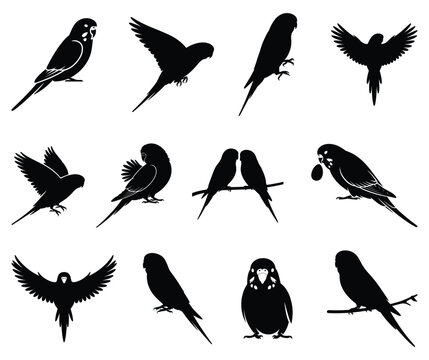 Budgerigar parrot silhouette vector collection isolated on white background