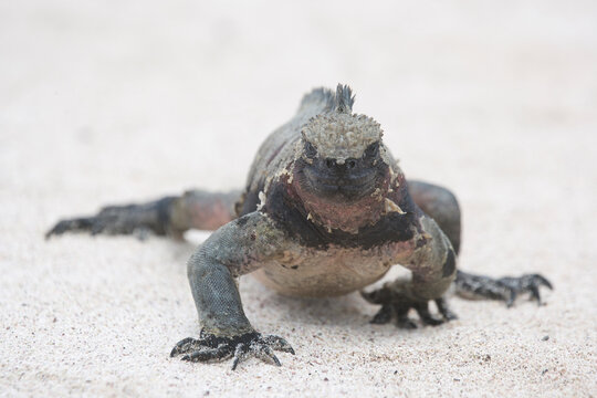 Marine iguana on the Galapagos Islands