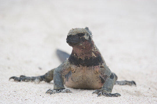 Marine iguana on the Galapagos Islands