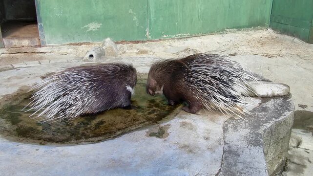 Porcupines drinking water in a small enclosure at the zoo during the afternoon