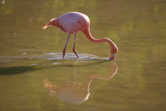 Galapagos flamingo on the Galapagos Islands