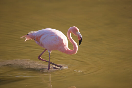 Galapagos flamingo on the Galapagos Islands