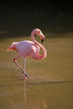 Galapagos flamingo on the Galapagos Islands