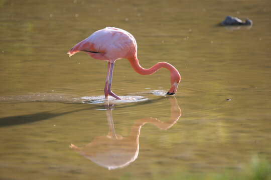 Galapagos flamingo on the Galapagos Islands