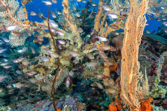 Madagascar, Nosy Be, School of sweepers (fam. Pempheridae) hovering near a coral reef adorned with gorgonian sea fans and sponges