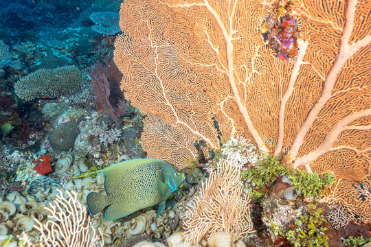 Madagascar, Nosy Be, Blue Angelfish (Pomacanthus semicirculatus), Semicircled Angelfish, Koran Angelfish,Zebra Angelfish or Half-circled Angelfish