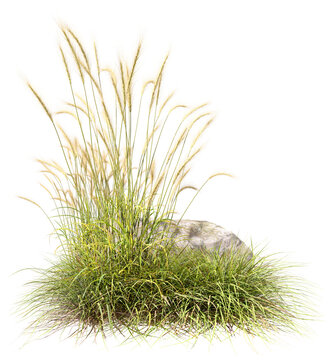 Nature prairie growth with rock cutout transparent backgrounds 3d illustration png