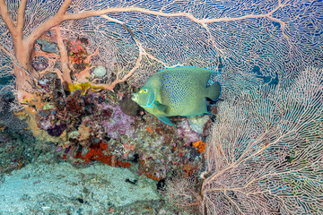 Madagascar, Nosy Be, Blue Angelfish (Pomacanthus semicirculatus), Semicircled Angelfish, Koran Angelfish,Zebra Angelfish or Half-circled Angelfish © Luigi