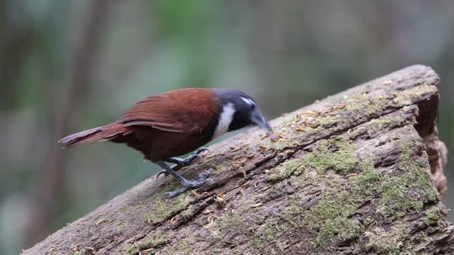 The white-bibbed babbler (Stachyris thoracica) is a species of bird in the family Timaliidae. It is found in Bali and Java.