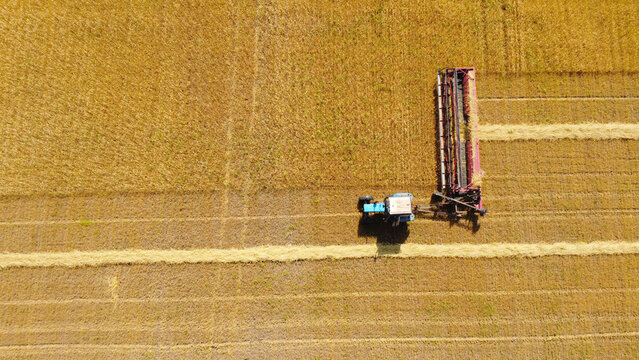 Aerial Top-Down View of Tractor with Swather Cutting Golden Crop Field