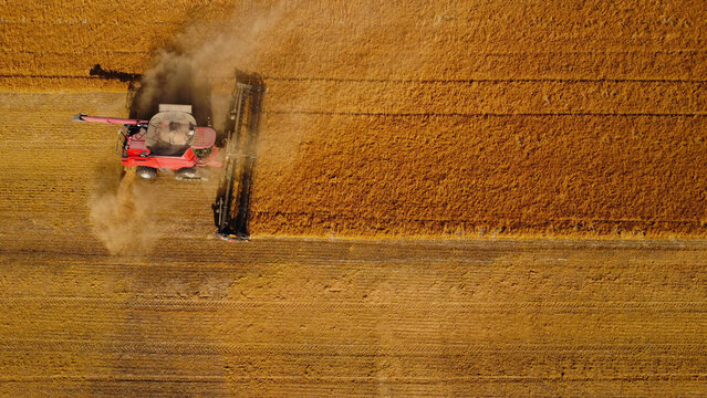 Aerial Top-Down View of Combine Harvester Cutting Golden Field