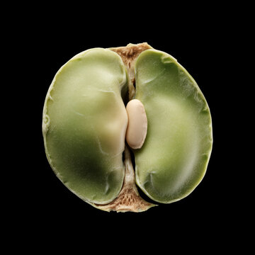 Closeup of halved green pea pod with two seeds, isolated on black background with clipping path, concept of freshness