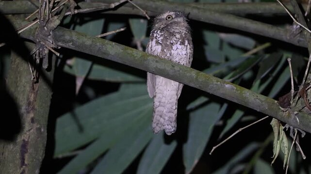 Javan Frogmouth (Batrachostomus javensis) , endemic to Java, where it is the only frogmouth.