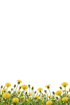 Dandelion flower on transparent background. Beautiful wild flowers dandelions with green leaf png. Collection set yellow dandelions. Summer spring flowers. dandelion cut out cutout clip art AI	