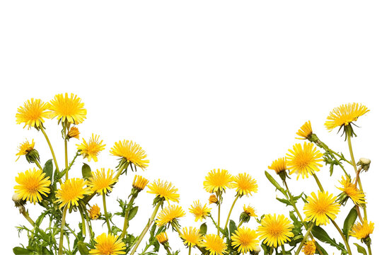 Dandelion flower on transparent background. Beautiful wild flowers dandelions with green leaf png. Collection set yellow dandelions. Summer spring flowers. dandelion cut out cutout clip art AI	