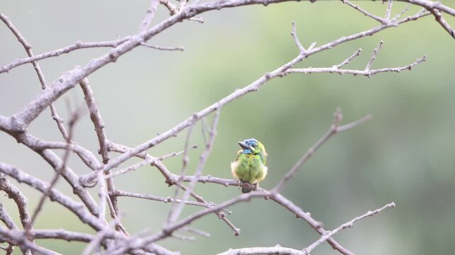 The yellow-eared barbet (Psilopogon australis) is an Asian barbet native to Java and Bali. 