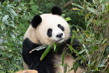 Giant Panda, Yuan Run, Looking Up While Eating Fresh Bamboo Leaves © foreverhappy