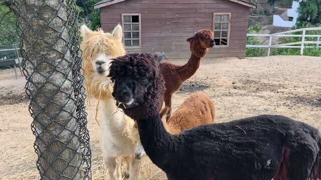 Alpacas interact near their barn at a farm in the afternoon light