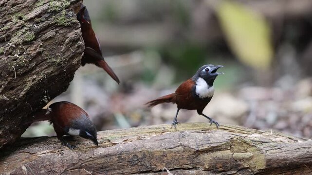 The white-bibbed babbler (Stachyris thoracica) is a species of bird in the family Timaliidae. It is found in Bali and Java.