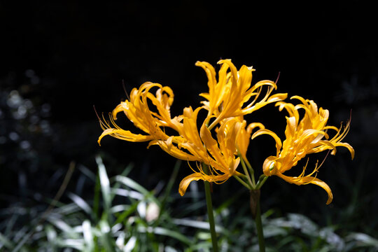 The golden Mandara flower (Lycoris aurea), also known as the golden spider lily, is in full bloom