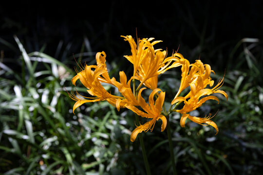 The golden Mandara flower (Lycoris aurea), also known as the golden spider lily, is in full bloom