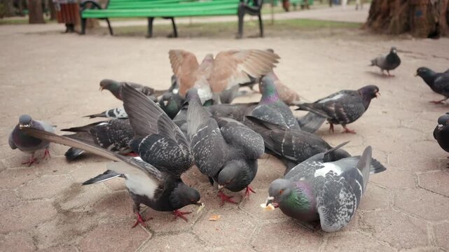 Group of city pigeons eating bread crumbs on paved sidewalk in urban park.